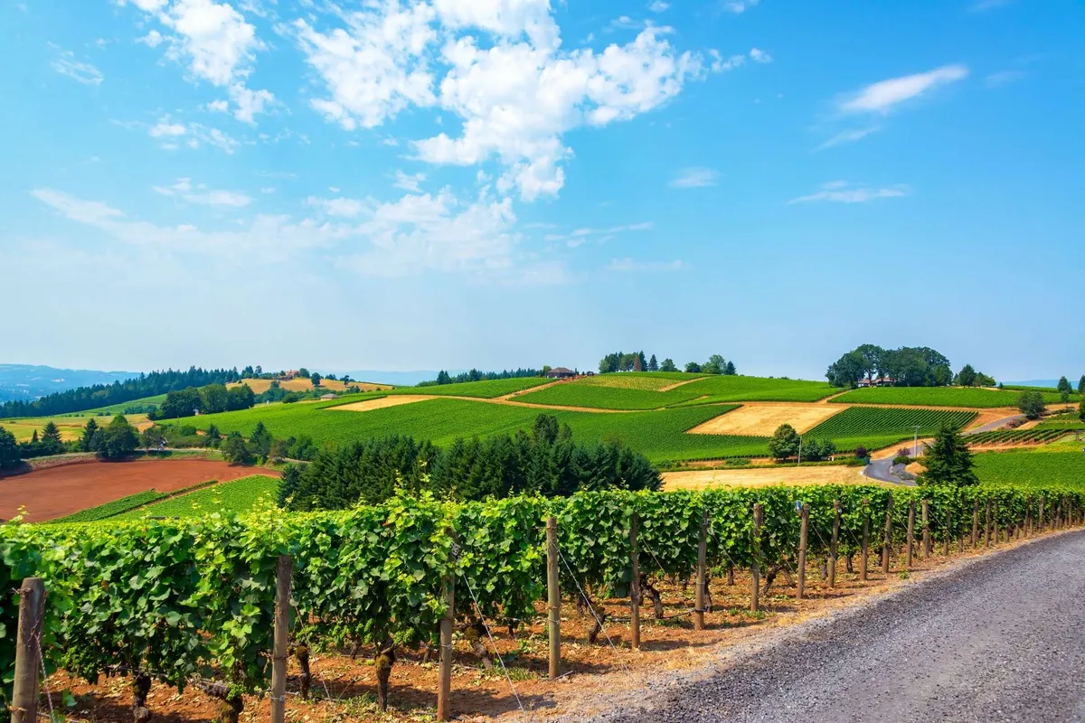 This image captures the sweeping views of vineyards, rolling hills, and distant trees under a tranquil sky. The landscape is unmistakably wine country, with rows of grapevines and the serene ambiance of rural Oregon.